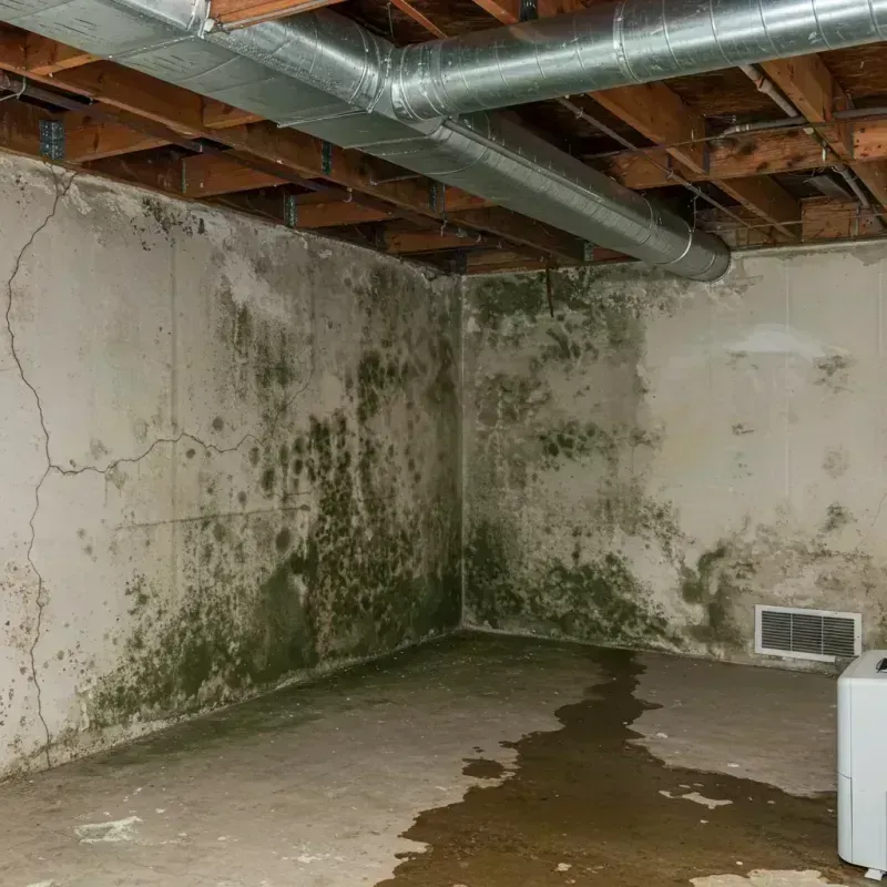 Professional Mold Removal in White County, AR